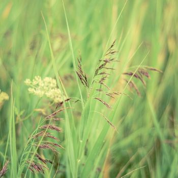 Retro Pastel Filtered Photo Of Spring Grasses In A Meadow