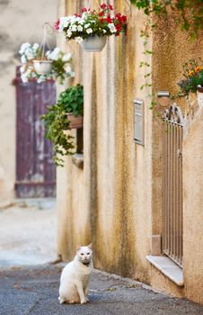 White domestic cat on typical street with ancient buildings in Grambois village, Provence, France