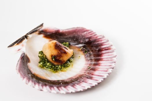 Studio closeup of seared scallops, garnished with pea shoots and served on a bed of green and purple curly lettuces, presented on a scallop shell.