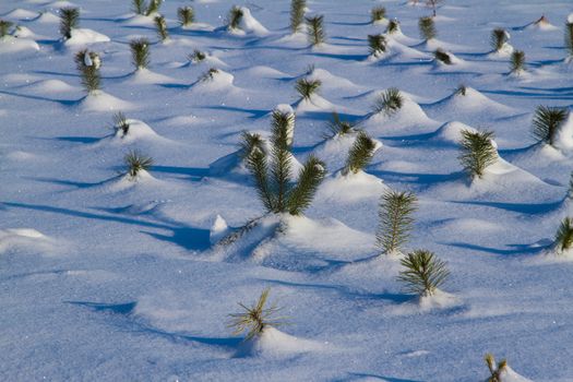 Fir trees in winter snow - Stock Image