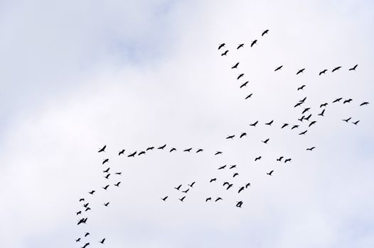 Flight of the Common Crane