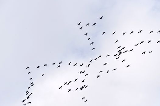 Flight of the Common Crane