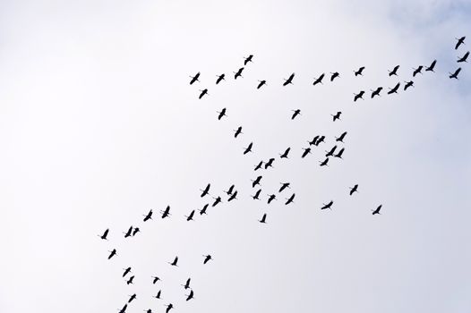 Flight of the Common Crane