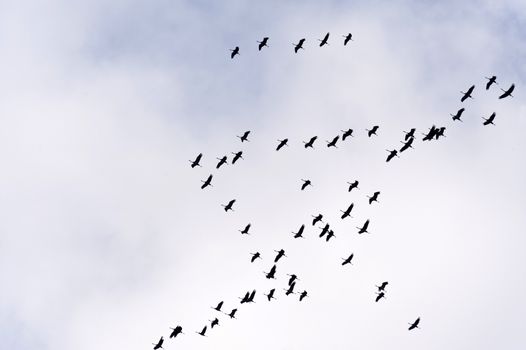 Flight of the Common Crane
