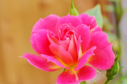 A close-up image of a beautiful miniature rose.