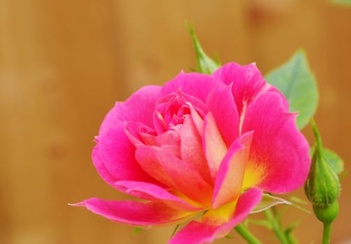 Close-up image of a beautiful miniature rose.