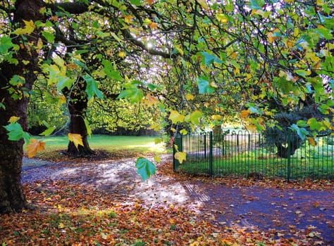 An image of a colourful Autumn scene.