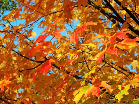 A close-up image of colourful Autumn leaves.