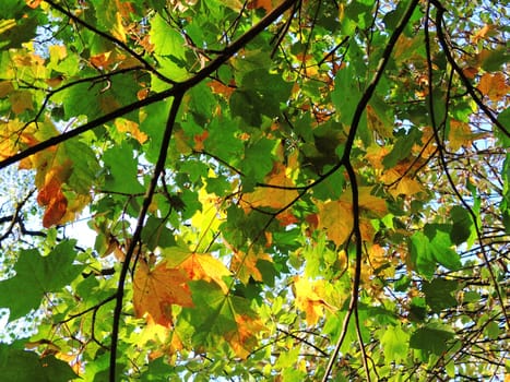 A close-up image of colourful Autumn leaves.