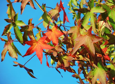 A close-up image of colourful Autumn leaves against a clear blue sky.