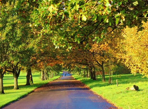 An image of a colourful Autumn scene.