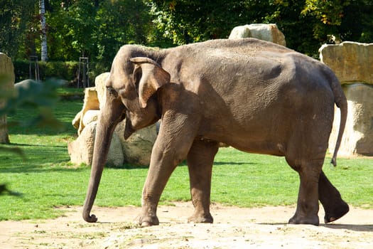 Photo shows a closeup of Indian elephants  in the nature.