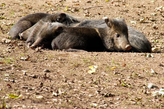 Photo shows a closeup of wild pigs relaxing in the nature.