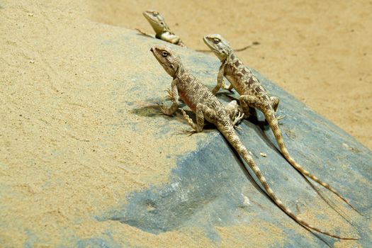 Photo shows a closeup of a wild lizard on the sand.