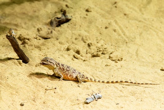 Photo shows a closeup of a wild lizard on the sand.