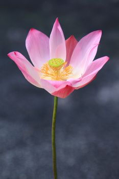 Close-up of pink  waterlily on tropical garden