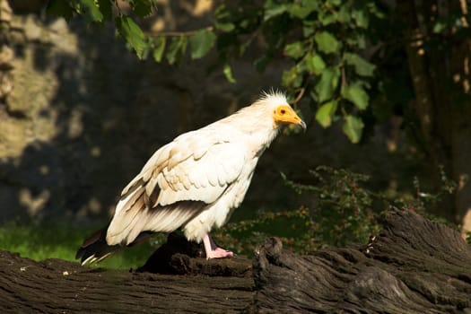 Photo shows a closeup of a wild bird in the wood.