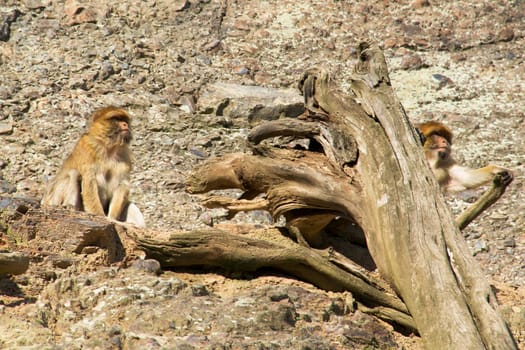 Photo shows a closeup of a wild monkey in the mountains.