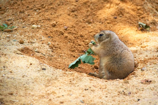 Photo shows a closeup of a black-tailed prairie dog in the nature.