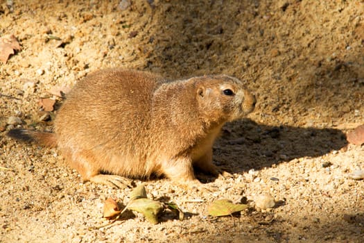 Photo shows a closeup of a black-tailed prairie dog in the nature.