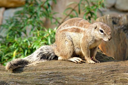 Photo shows a closeup of a wild rodent in the nature.