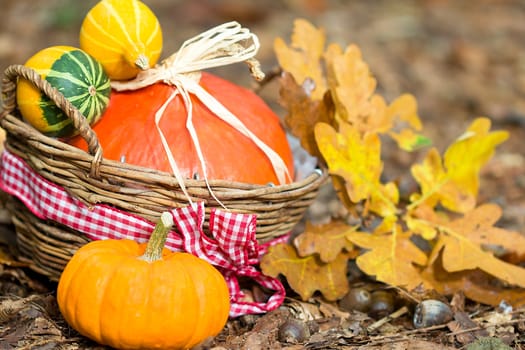 Photo shows a closeup of an autumn various vegetable in the wood.