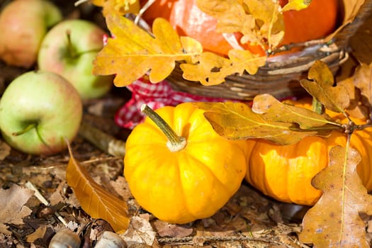 Photo shows a closeup of an autumn various vegetable in the wood.