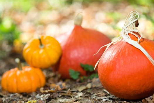 Photo shows a closeup of an autumn various vegetable in the wood.