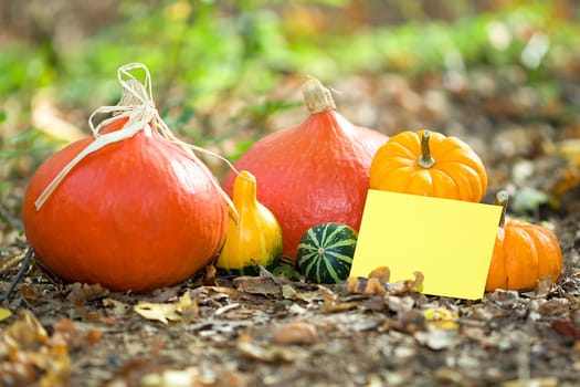 Photo shows a closeup of an autumn various vegetable with the greeting card.