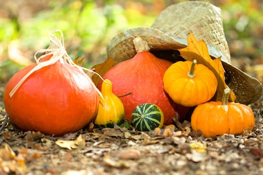 Photo shows a closeup of an autumn various vegetable in the wood.