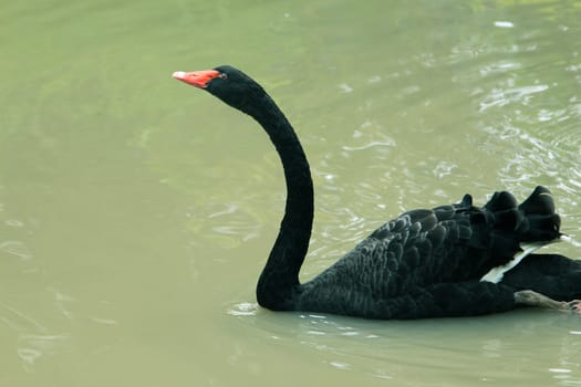 The red bill black swan