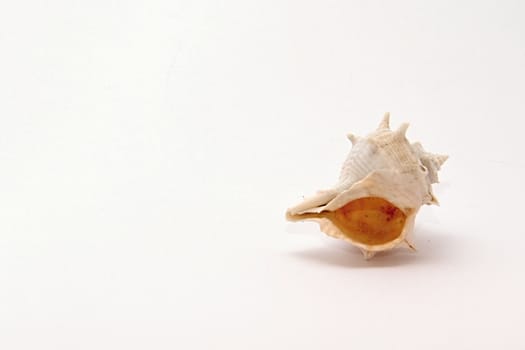Photo of Seashell Object perfectly fits to various presentation purposes.