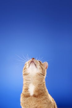 A Ginger Cat looking up.