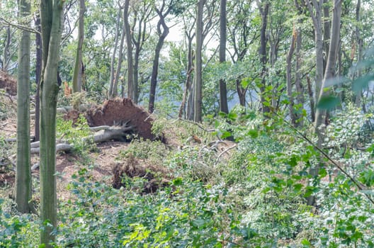 Destroyed by a hurricane-like storm trees, crop damage.