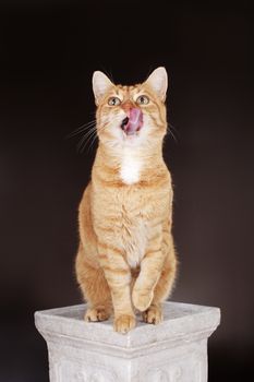 Ten year old ginger cat sitting on a column and licking his lips.