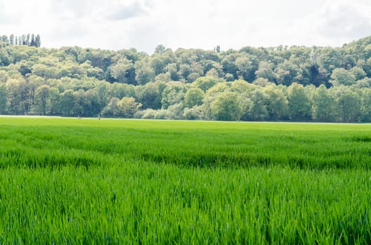 Wide view of a corn field with subsequent forest land
