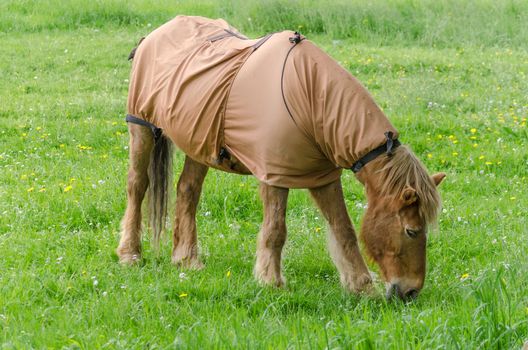 Horse with blanket while grazing in a pasture.
