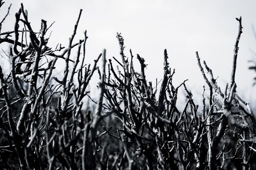 silhouette branch of dead tree on white background