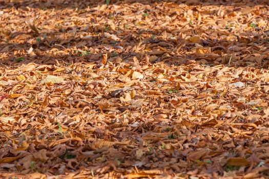 Colorful backround image of fallen autumn leaves perfect for seasonal use