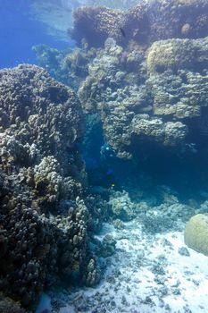 coral reef with great hard corals at the bottom of tropical sea on blue water background