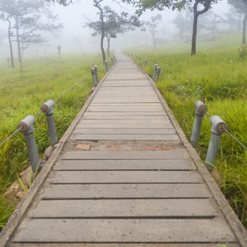 Wooden bridge walkway.Sides of the trees and meadows.