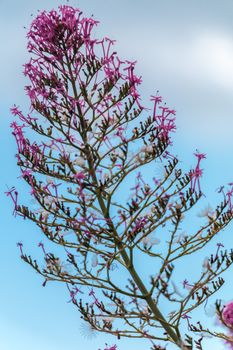 Small Plant on a blue background sky