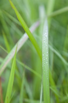 Dew on the grass In the morning, the cold weather Dew that settles on the grass.