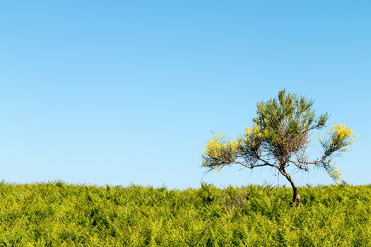 Yellow Lonely Tree in the ferns