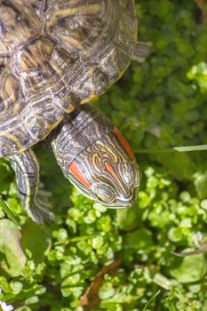 Red eared turtle in nature (Trachemys scripta elegans) 