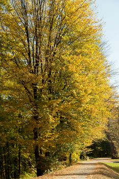 park wiith some trees in autumn colors in sunny day