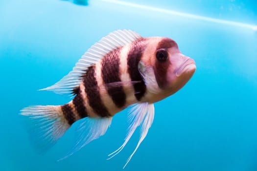 Photo of aquarium fish frontosa in blue water