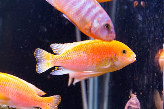 Photo of a aulonocara in blue water