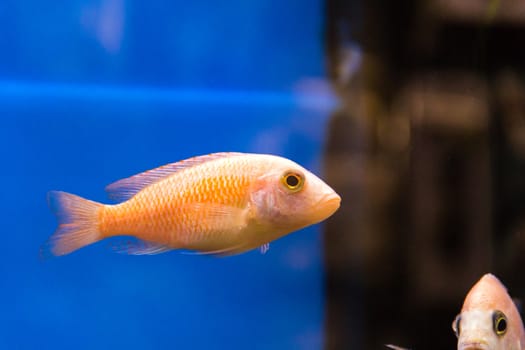 Photo of aulonocara fish in blue water