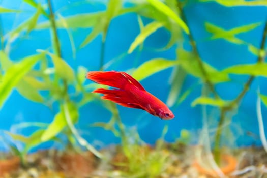 Photo of cockerel fish in blue water